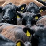 Chihuahua Cattle Bound for Border: Mexico Resumes Vital Cross-Border Trade