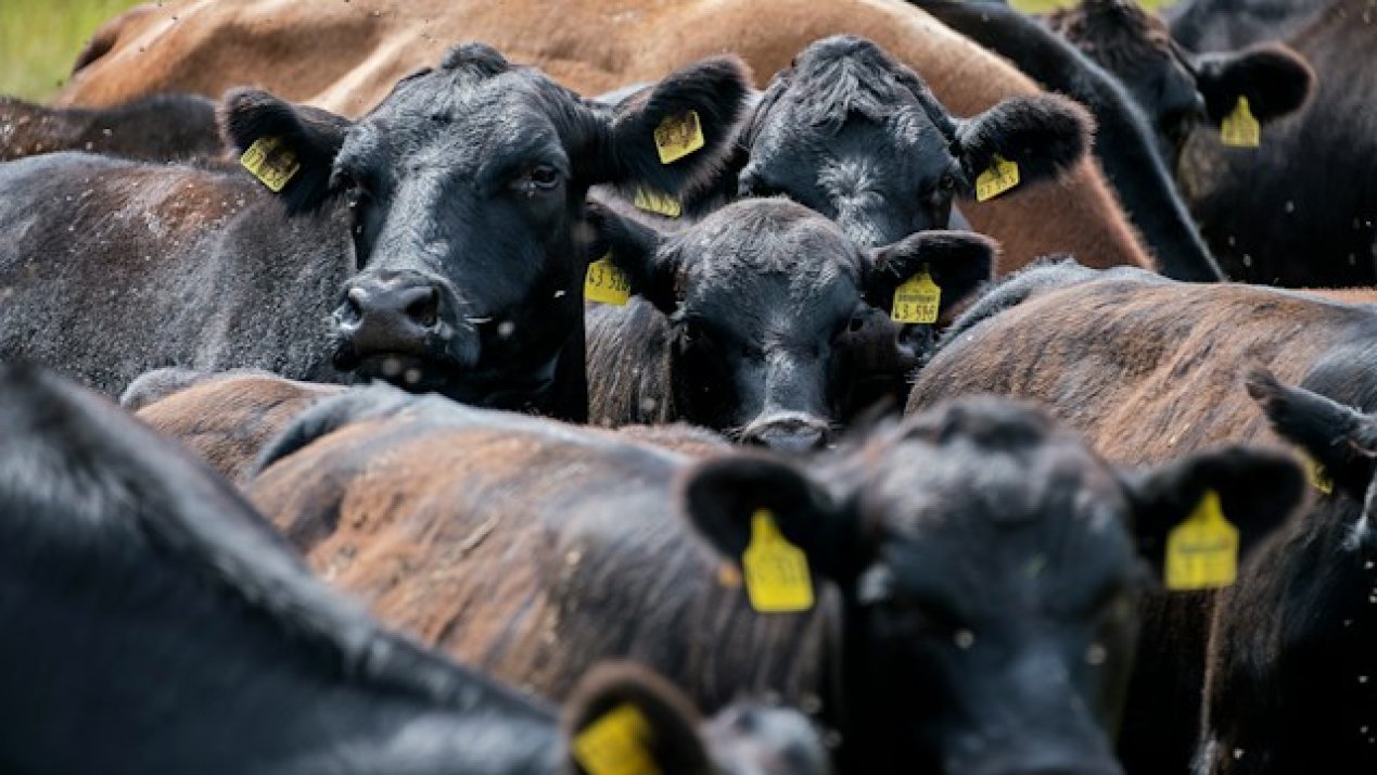 Chihuahua Cattle Bound for Border: Mexico Resumes Vital Cross-Border Trade