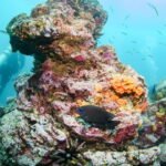 Climate ‘Steroids’: Warming Oceans Are Supercharging the Intensity of El Niño