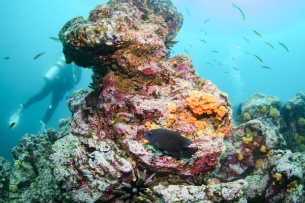Climate ‘Steroids’: Warming Oceans Are Supercharging the Intensity of El Niño