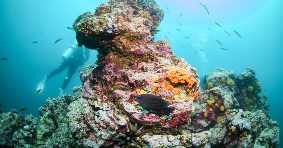 Climate ‘Steroids’: Warming Oceans Are Supercharging the Intensity of El Niño