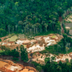 Failure of political will makes crimes affecting the environment a worsening threat