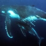 Deep-Sea Nursery: Scientists Unveil the Secret Sanctuary of the Great Barrier Reef’s Whales