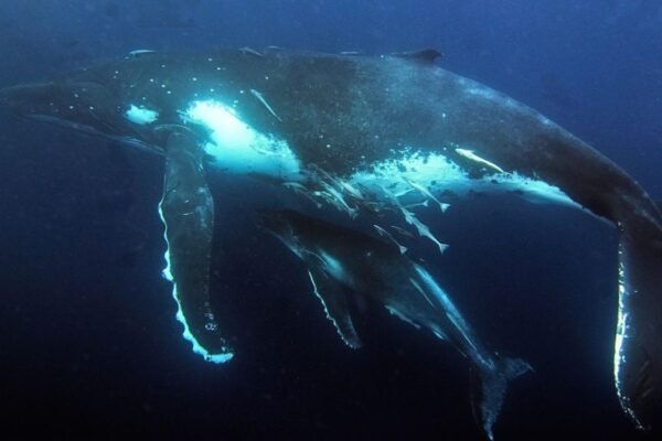 Deep-Sea Nursery: Scientists Unveil the Secret Sanctuary of the Great Barrier Reef’s Whales