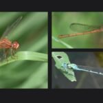 Delhi’s Skies Dim: Dragonfly Diversity Dips Despite Rare New Arrivals