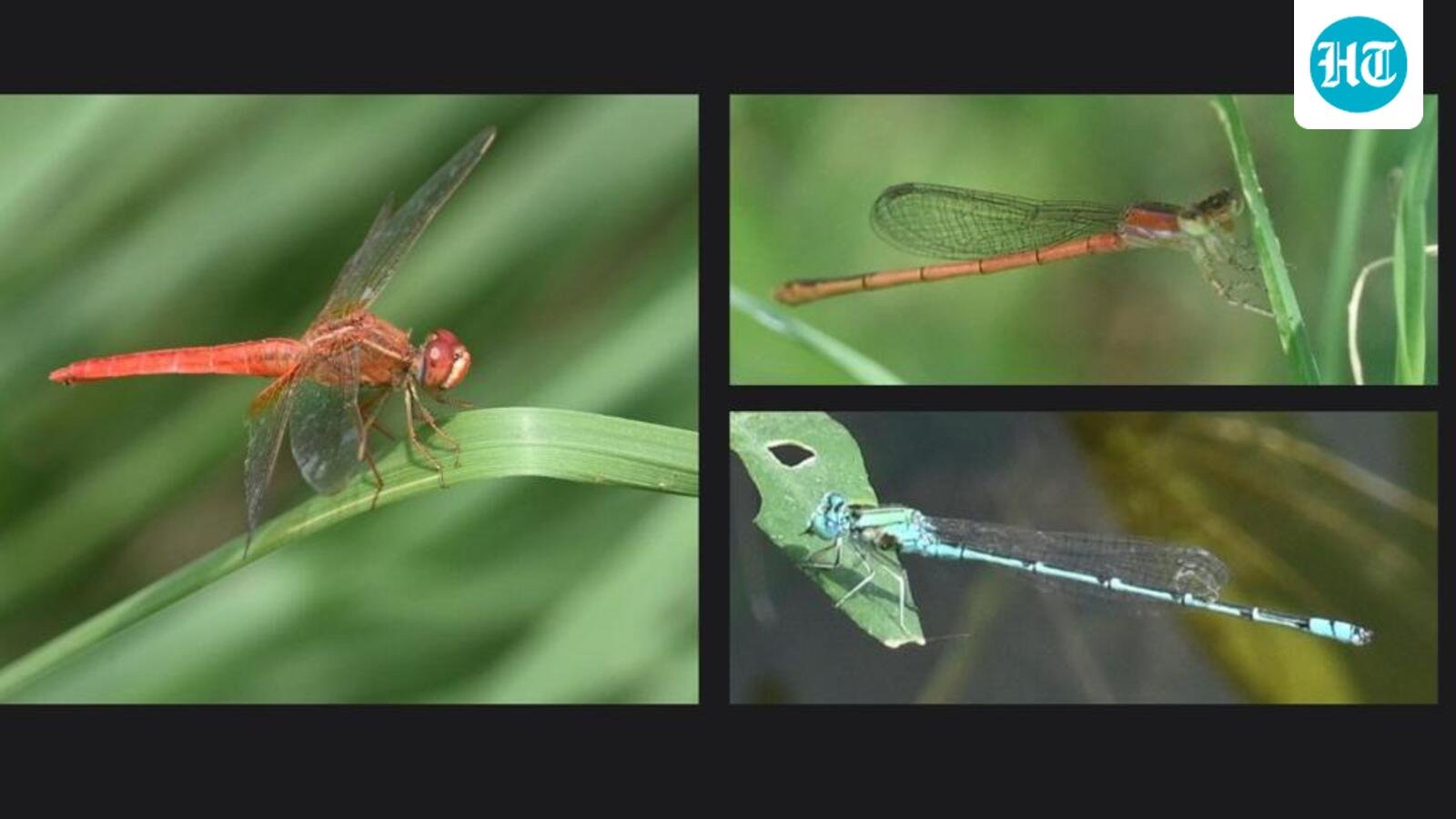 Delhi’s Skies Dim: Dragonfly Diversity Dips Despite Rare New Arrivals