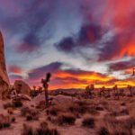 Desert Sanctuary: California Returns 640 Acres of Joshua Tree Habitat to Tribal Stewardship