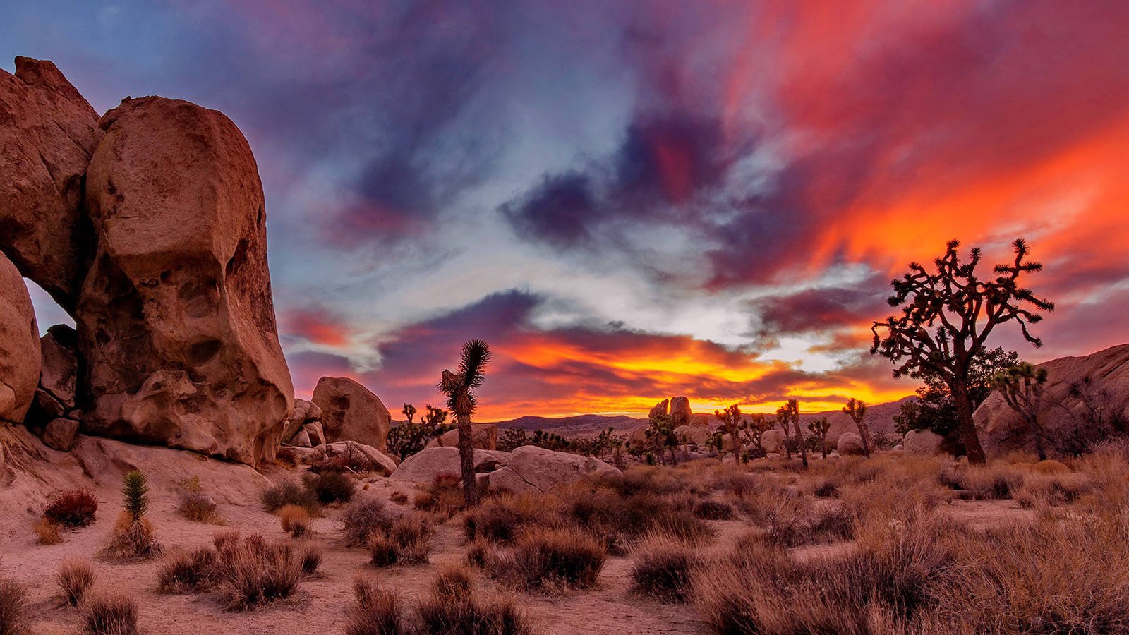 Desert Sanctuary: California Returns 640 Acres of Joshua Tree Habitat to Tribal Stewardship