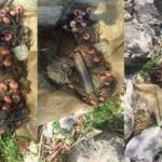 Echoes of Conflict: WWII Ordnance Surfaces in Ioannina Lake Cleanup