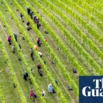 English Vineyards Toast Record Heat as ‘Vintage of a Lifetime’ Beckons