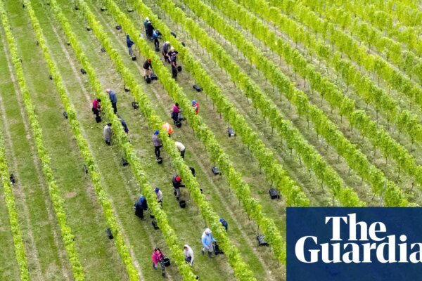 English Vineyards Toast Record Heat as ‘Vintage of a Lifetime’ Beckons