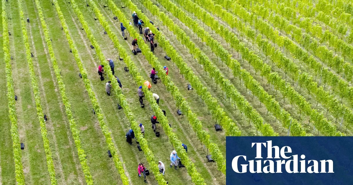 English Vineyards Toast Record Heat as ‘Vintage of a Lifetime’ Beckons
