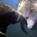 Federal Rule Change Grants Legal Shield for Accidental Endangered Species Deaths