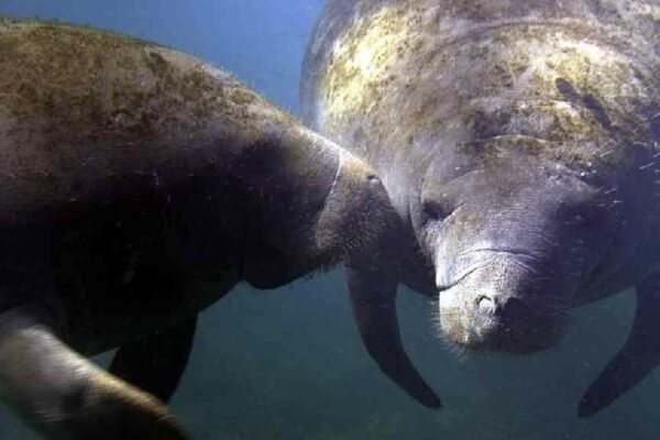 Federal Rule Change Grants Legal Shield for Accidental Endangered Species Deaths