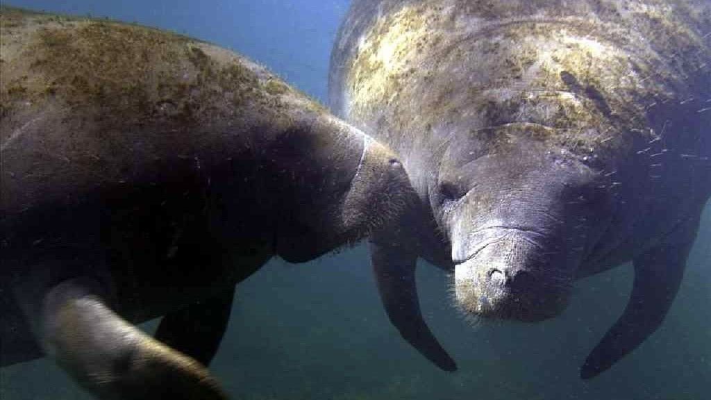 Federal Rule Change Grants Legal Shield for Accidental Endangered Species Deaths