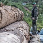 Follow the Money: Why Tracking Supply Chain Profits is the Ultimate Weapon Against Eco-Crime