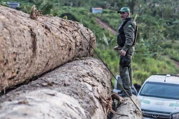 Follow the Money: Why Tracking Supply Chain Profits is the Ultimate Weapon Against Eco-Crime