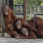Forest Fugitives: Five Baby Orangutans Rescued in Shadowy Smuggling Sting