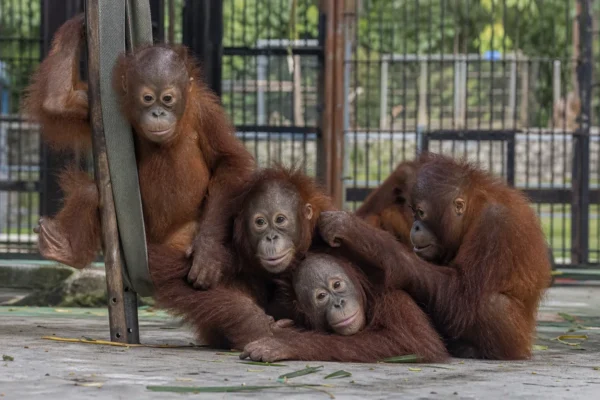 Forest Fugitives: Five Baby Orangutans Rescued in Shadowy Smuggling Sting