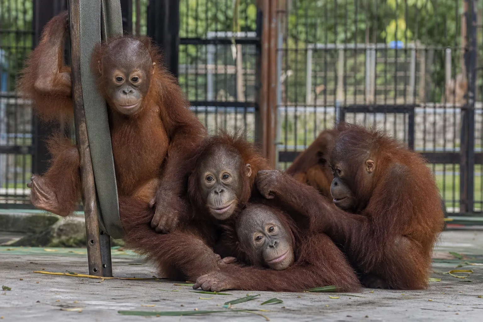 Forest Fugitives: Five Baby Orangutans Rescued in Shadowy Smuggling Sting