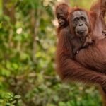 From Borneo to Bengal: The Illicit Ape Trade Trapping Orangutans in a Global Web of Exploitation