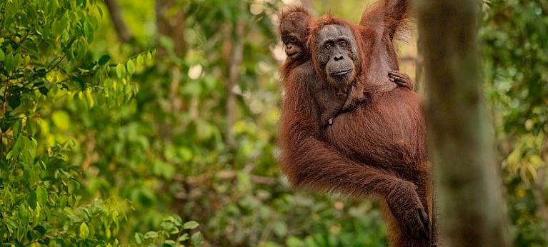 From Borneo to Bengal: The Illicit Ape Trade Trapping Orangutans in a Global Web of Exploitation