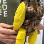 From Broken Wings to High Altitudes: Falcon’s Remarkable Road to Recovery