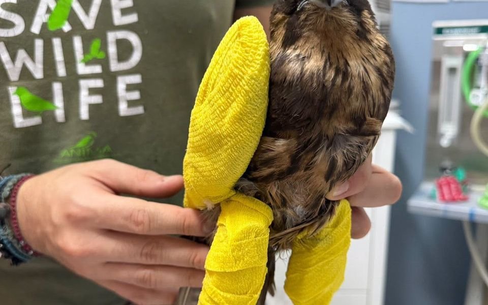 From Broken Wings to High Altitudes: Falcon’s Remarkable Road to Recovery
