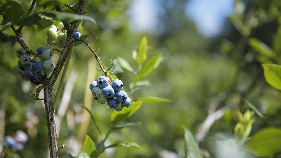 From Farm to Fumble: Why Local Food Is Getting Stuck at the Schoolhouse Gate