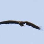 From Grounded to Golden: Miracle Eagle Returns to Skies Three Years After Childhood Fracture
