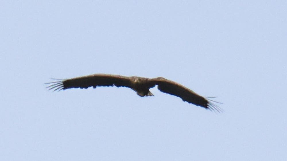 From Grounded to Golden: Miracle Eagle Returns to Skies Three Years After Childhood Fracture