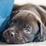 From Rescue to Record-Breaker: Shelter Dog Welcomes Historic Super-Litter