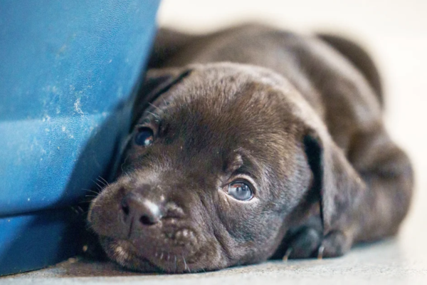 From Rescue to Record-Breaker: Shelter Dog Welcomes Historic Super-Litter