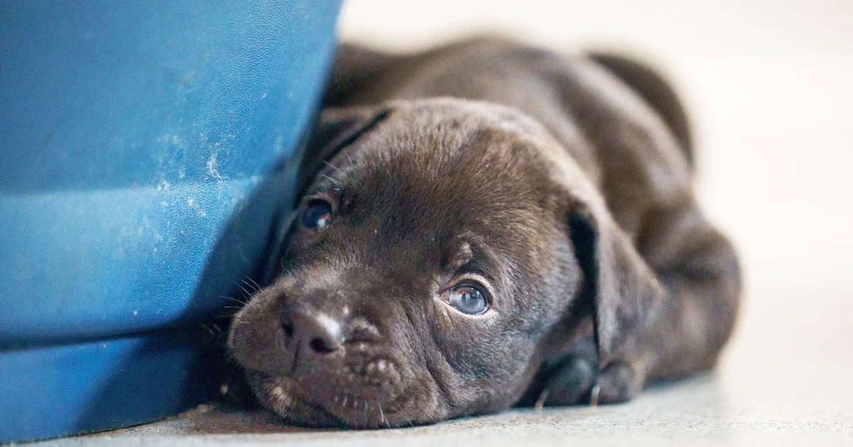 From Rescue to Record-Breaker: Shelter Dog Welcomes Historic Super-Litter