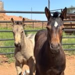 From Saddlebags to Mantlepieces: The Legacy of the Hashknife Colts
