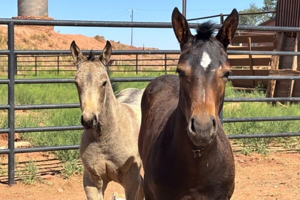 From Saddlebags to Mantlepieces: The Legacy of the Hashknife Colts