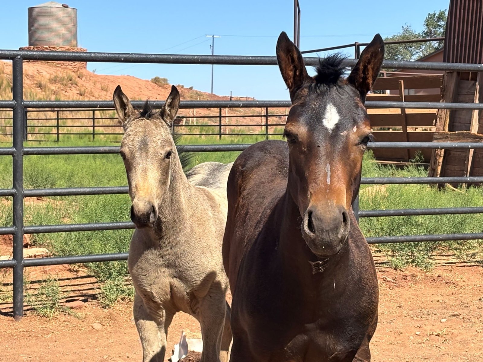 From Saddlebags to Mantlepieces: The Legacy of the Hashknife Colts