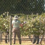 From Seed to Salary: How Grayson College is Cultivating the Next Generation of Agribusiness Tycoons