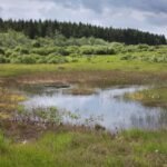 Over half of EU misses nature restoration plan deadline