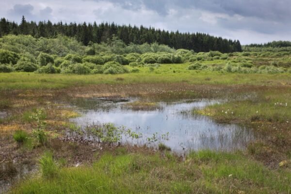 Over half of EU misses nature restoration plan deadline