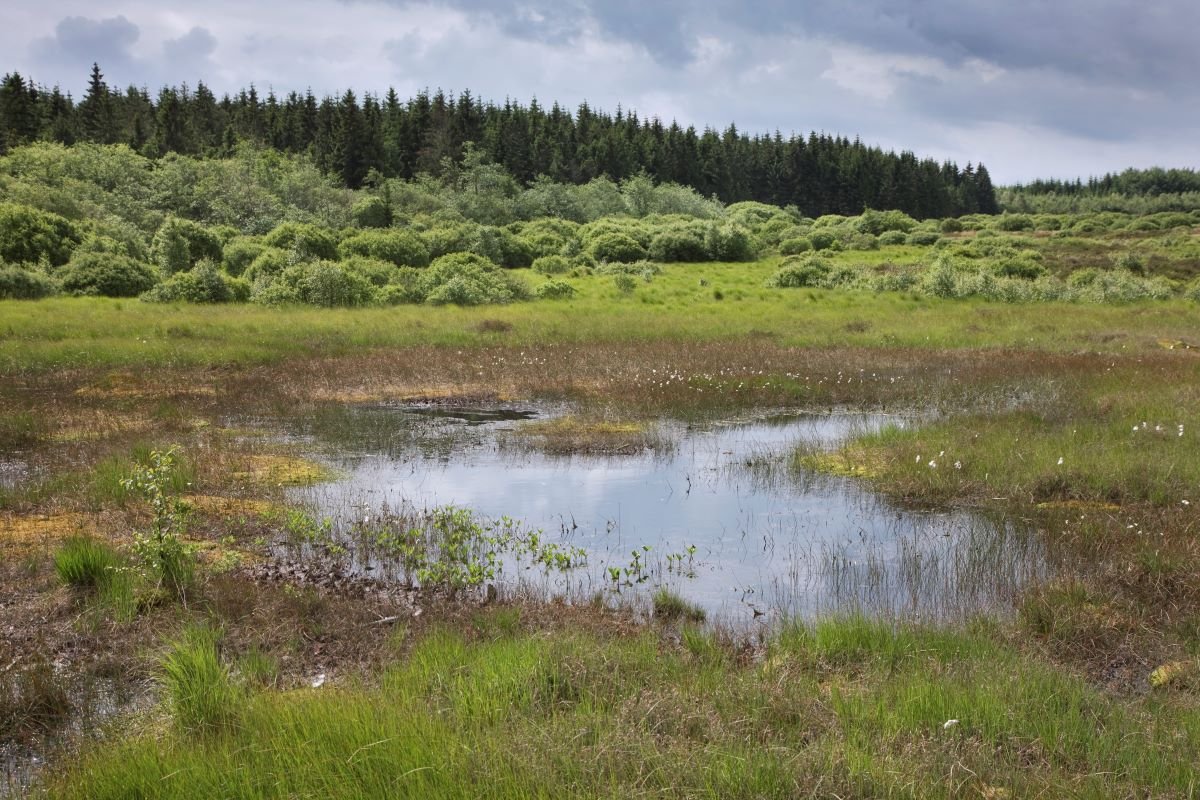 Over half of EU misses nature restoration plan deadline