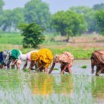 Global Trade Pivot: Indian Rice Finds New Foothold in Turkey and Jordan Amid Iranian Instability