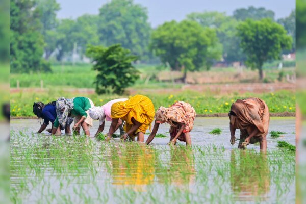 Global Trade Pivot: Indian Rice Finds New Foothold in Turkey and Jordan Amid Iranian Instability