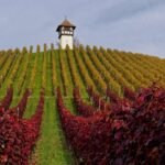 Golden Harvest: Rhône Valley Crowned France’s Most Photogenic Autumn Escape