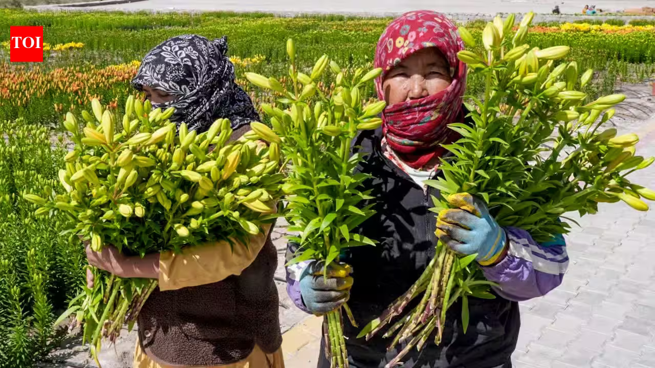 High-Altitude Blooms: Ladakh’s First 15,000 Liliums Hit National Markets