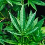 High Stakes: Mexico’s High Court Greenlights Cannabis-Infused Edibles for Personal Use