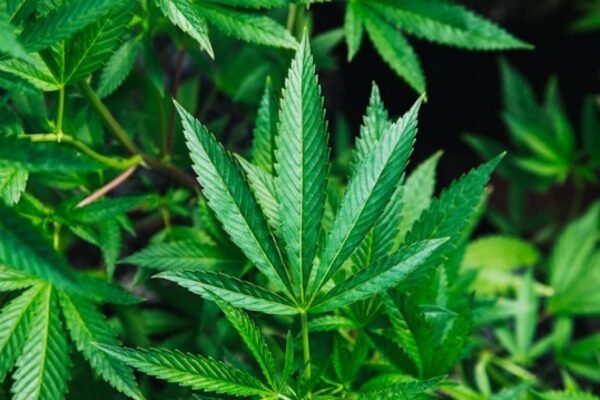 High Stakes: Mexico’s High Court Greenlights Cannabis-Infused Edibles for Personal Use
