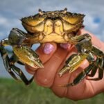 If You Can’t Beat ‘Em, Eat ‘Em: The Culinary War on Invasive Green Crabs