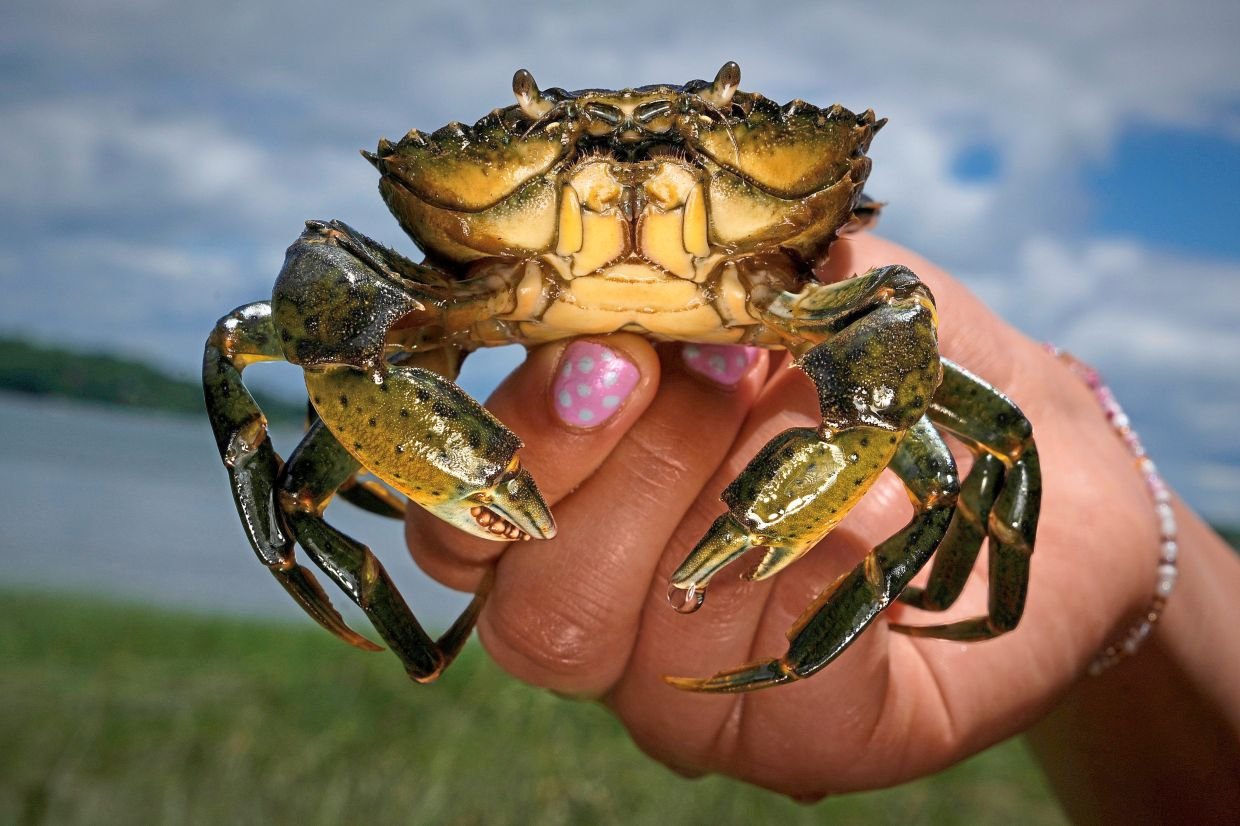 If You Can’t Beat ‘Em, Eat ‘Em: The Culinary War on Invasive Green Crabs