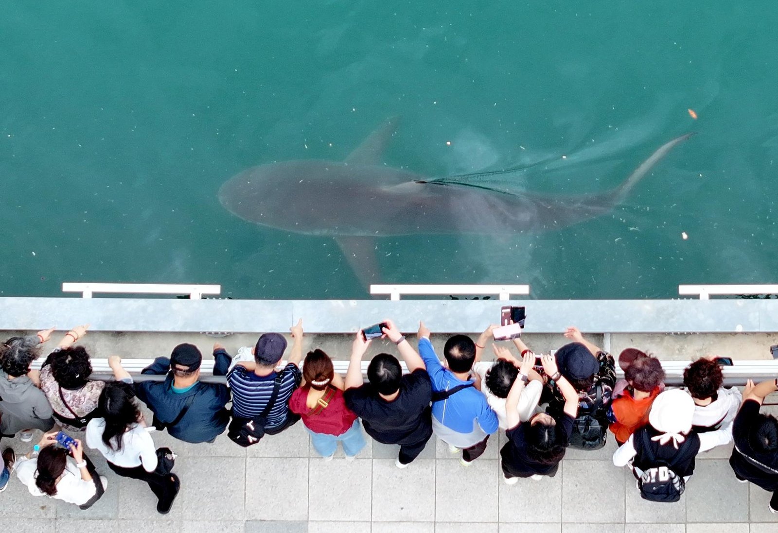 Jaws of Change: Busan’s Rogue Shark Sparks Tourism Frenzy and Climate Alarm